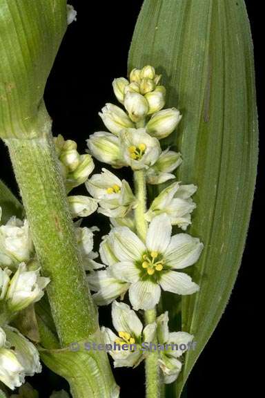 veratrum californicum 5 graphic